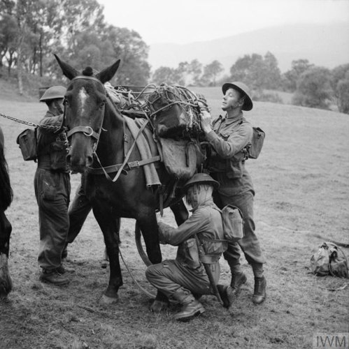 kingussie soldiers load an riasc mule for a mountain exercise iwm h 21593 resize700 min