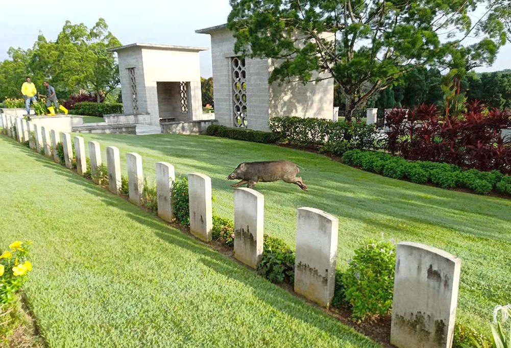 kranji 1