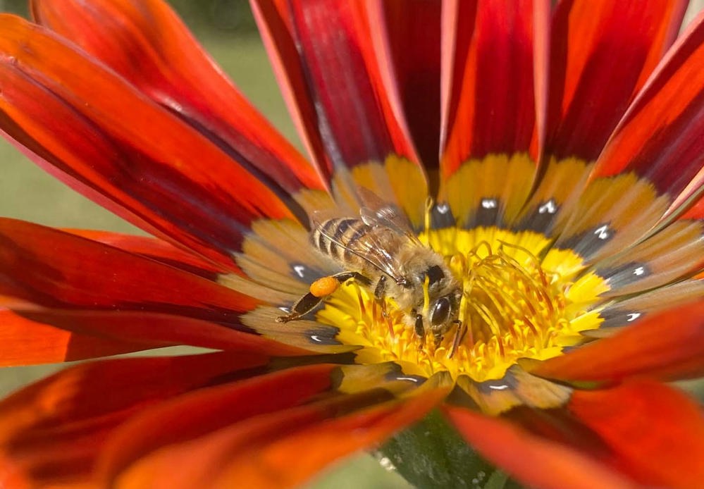 wwd 2023 bee