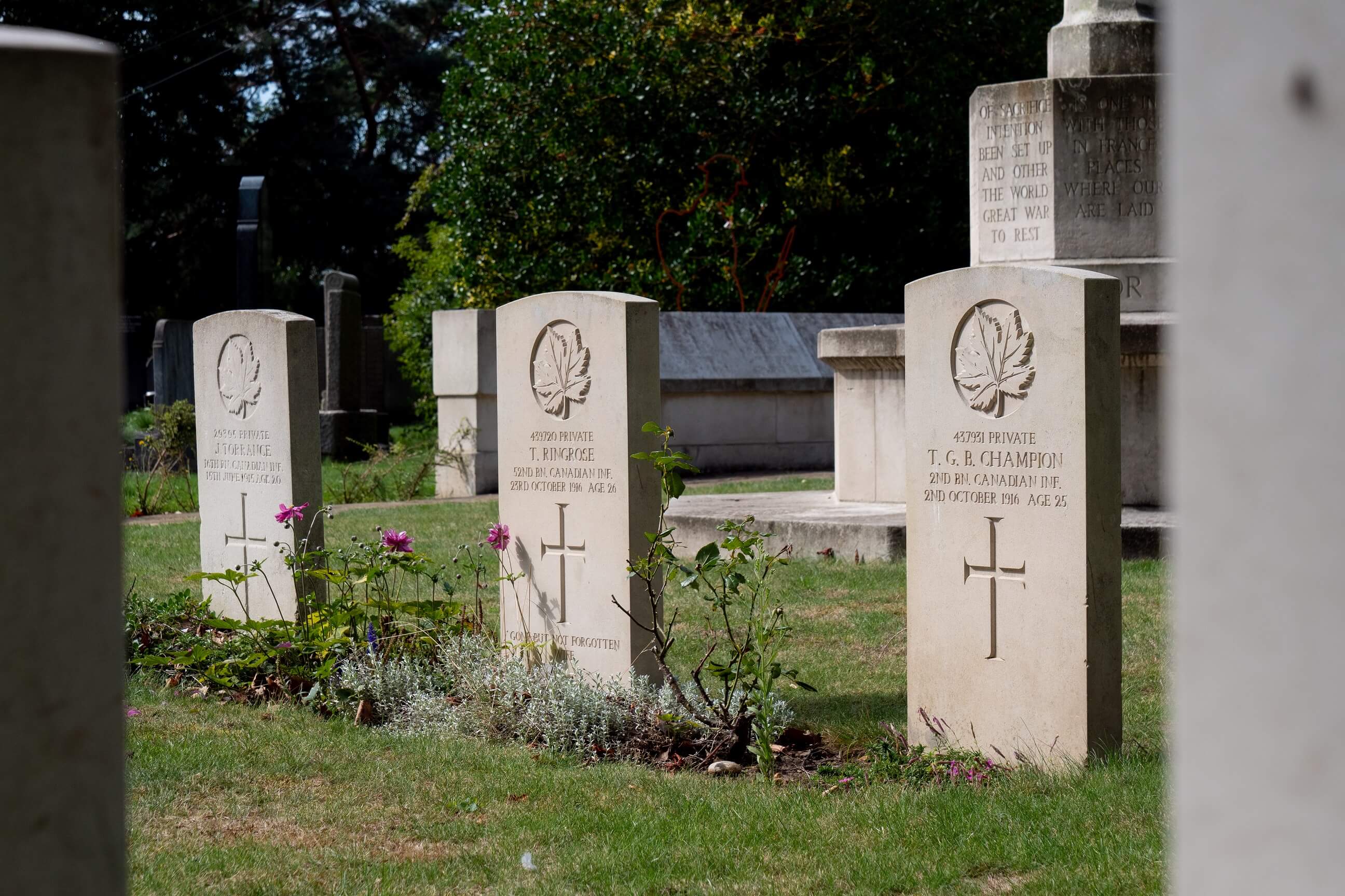 Headstones in a row in a cemetery