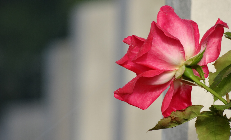 Deville Wood Rose