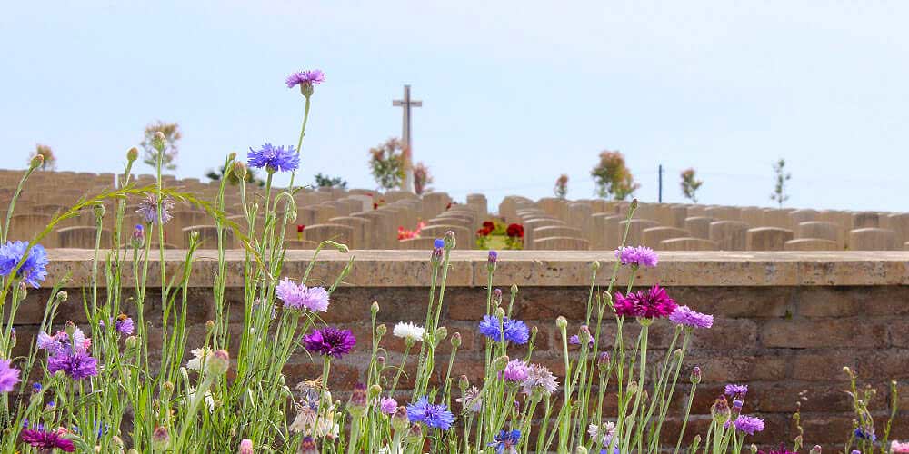 anzio war cemetery wildflowers