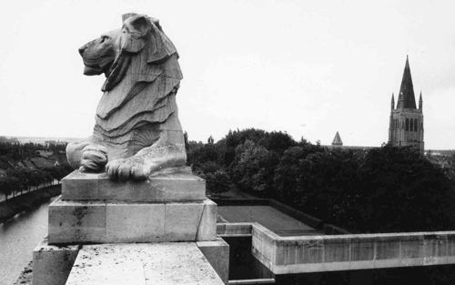 menin lion