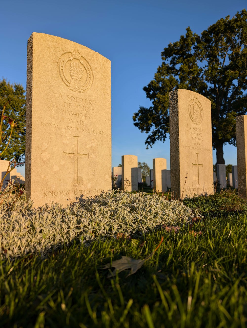 CWGC headstones in a Normandy cemetery in golden hour, casting the normally bright white cemeteries in a warm ochre hue.