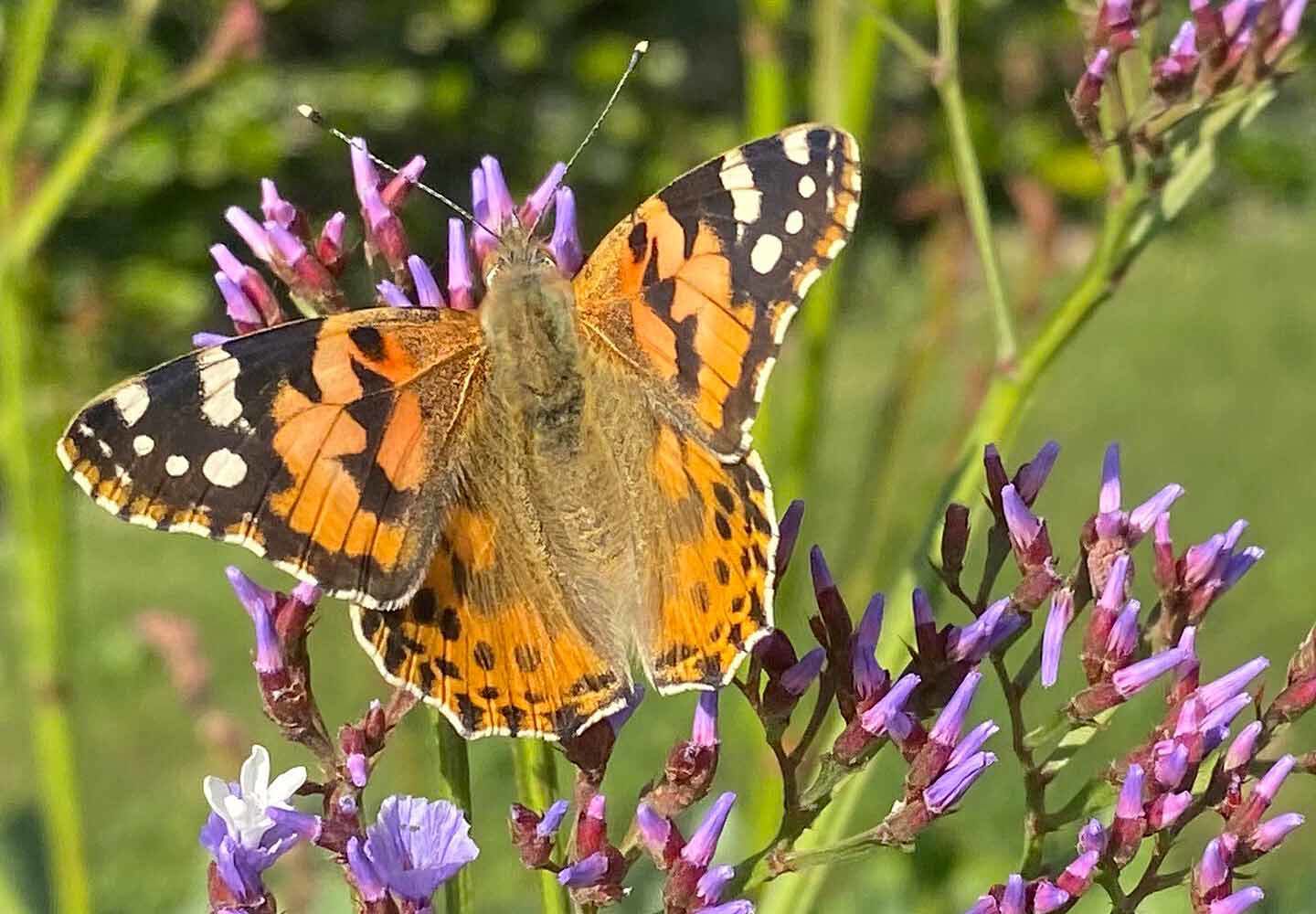 Black, brown and orange patterned butterfly sitting on a lavender plant