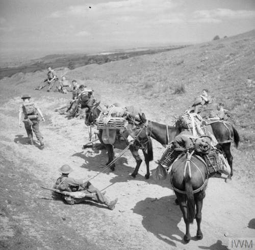 brecon iwm h 11151 mule teams being used training black mnts wales june 1941